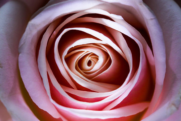 Romantic artistic closeup bouquet of tender romantic blooming Rose flower.