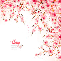 Blooming cherry flowers. Sakura branches. Botanical watercolor hand drawn illustration. Cherry blossom.