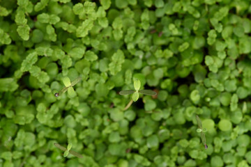 Fototapeta premium Healthy organic food concept. Tender young lemon balm leaves of microgreens texture background