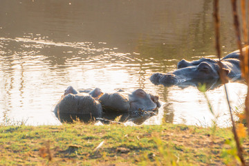 Hippo Love