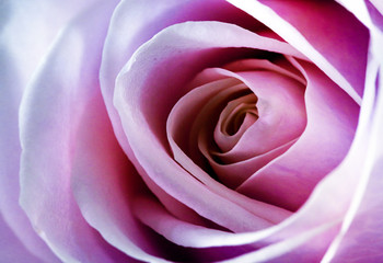 Romantic artistic closeup bouquet of tender romantic blooming Rose flower.