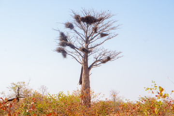 African Tree Nests