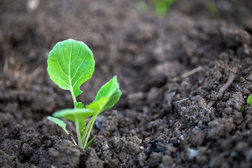 Green fresh background. Cabbage sprouts in ground on garden bed in the vegetable field. Garden with the beds of vegetables. Agriculture. Gardening in the summer house in the spring and summer season. 