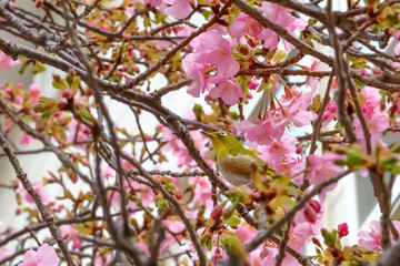メジロと桜 