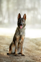 Dog breed German shepherd in the autumn forest