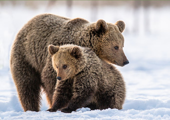 She-Bear and bear cub on the snow in the winter forest. Natural habitat. Scientific name: Ursus...