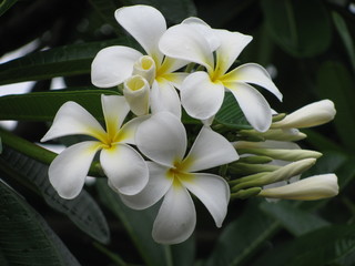 Fototapeta na wymiar white flower Tipanier on green background