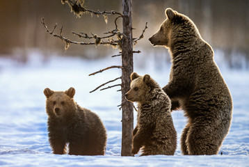 She-bear standing on its hind legs. She-Bear and bear cubs on the snow in the winter forest. Natural habitat. Scientific name: Ursus Arctos Arctos. © Uryadnikov Sergey