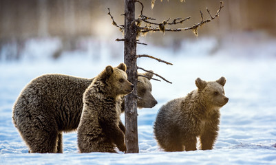 She-Bear and bear cubs on the snow in the winter forest. Natural habitat. Scientific name: Ursus Arctos Arctos. © Uryadnikov Sergey