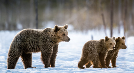 Obraz premium She-Bear and bear cubs on the snow in the winter forest. Natural habitat. Scientific name: Ursus Arctos Arctos.