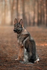 Dog breed German shepherd in the autumn forest