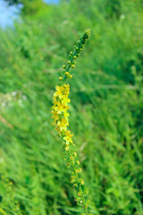 Blurry image of flower field. Colorful landscape background. Abstract nature background.
