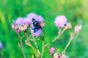Blurry image of pink flowers and black butterfly, horizontal view. Colorful nature background.