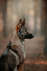Dog breed German shepherd in the autumn forest