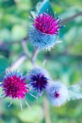 Blurry colorful nature background. Cropped shot of big burdock, blurry background.