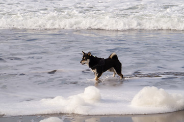 dogs playing at the beach