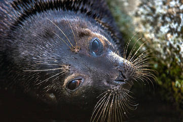 The Ladoga ringed seal.  Close up portrait. Scientific name: Pusa hispida ladogensis. The Ladoga seal in a natural habitat. Ladoga Lake. Russia