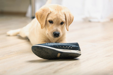 Labrador retriever with shoe in his mouth.
