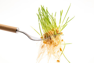Young sprouts of wheat on a fork close-up on a white background. Ingredient for a healthy diet. Healthy food concept
