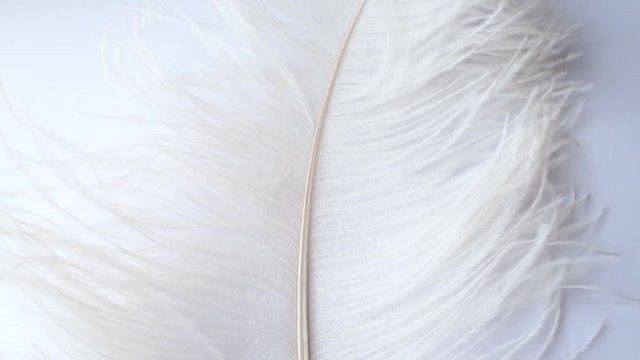 Light, delicate ostrich feather, swaying in the wind. White feather close-up on a white background