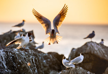 The flying seagull in backlight of the sunset. Sunset  background. The Black-headed Gull Scientific name: Larus ridibundus.