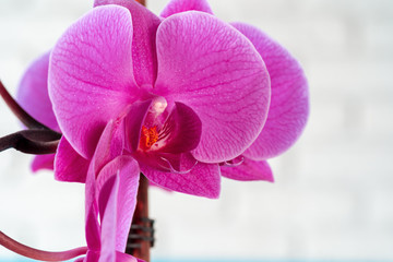 Close up of an orchid bud on pink pastel background. Creative photo