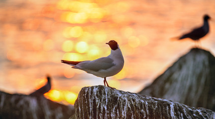 The silhouette of a seagull on the stone. Red sunset sky background. The Black-headed Gull Scientific name: Larus ridibundus.