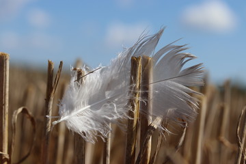 piórko pole rolnictwo wieś zboże  © Piotr