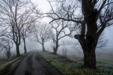 Obraz na płótnie Canvas Droga między drzewami zasnuta mgłą 