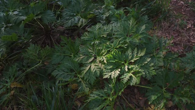 Madeira Giant Black Parsley, Melanoselinum decipiens plant in S&atilde;o Vicente, Madeira island, Portugal.