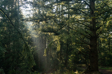 sun shining though the mist in the forest