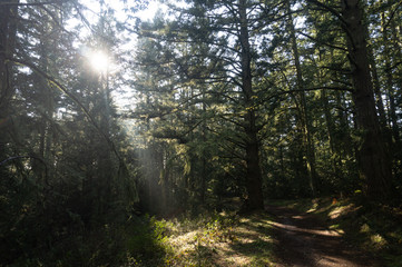 sun shining though the mist in the forest