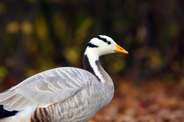 The bar-headed goose ,Anser indicus, portrait of the goose.