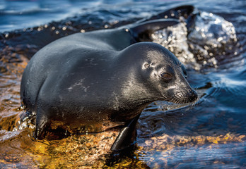 The Ladoga ringed seal resting on a stone. Scientific name: Pusa hispida ladogensis. The Ladoga seal in a natural habitat. Ladoga Lake. Russia