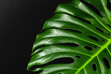 Close up of a monstera leaf on dark black background. Object