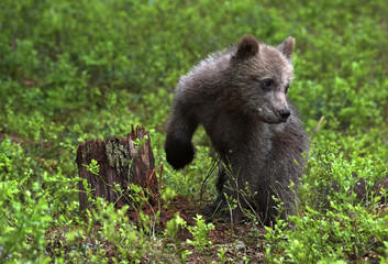 Fototapeta premium Cub of Brown Bear in the summer forest. Natural habitat. Scientific name: Ursus arctos.