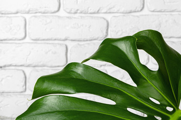 Close up of a monstera plant leaves against white brick wall. Copy space