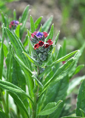 Cynoglossum officinale blooms in nature