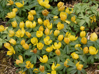 Aconit d’hiver ou éranthe (Eranthis hyemalis) aux fleurs jaune vif, brillante, solitaires en...