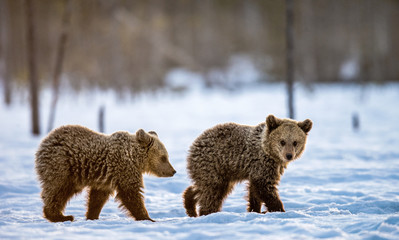 Bear cubs in winter forest. Natural habitat. Brown bear, Scientific name: Ursus Arctos Arctos.