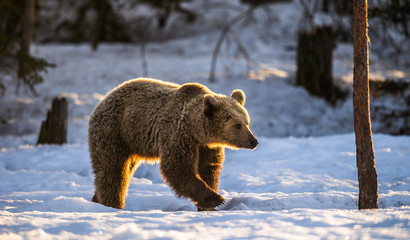 Brown bear in winter forest. Sunset light. Scientific name: Ursus Arctos. Natural Habitat.