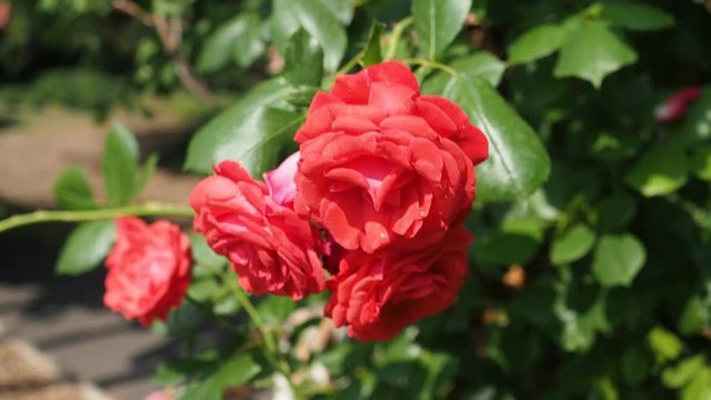 Bunch of beautiful blooming flowers of red rose (Flammentanz - Kordes 1952) in botanical garden in HD VIDEO. Illuminated by sunlight. Close-up.