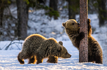Bear Cub sniffing Pine Tree. Cubs of Brown Bear in winter Forest in sunset light. Brown Bear,...
