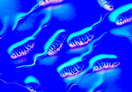 3d illustration - Cholera Bacteria