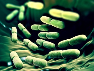 3d illustration - Lactobacillus Bulgaricus Bacteria