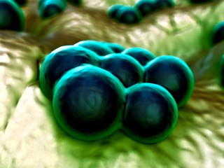3d illustration - MRSA Bacteria or Super Bug Bacteria