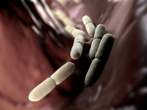 3d Illustration - Lactobacillus Bulgaricus Bacteria