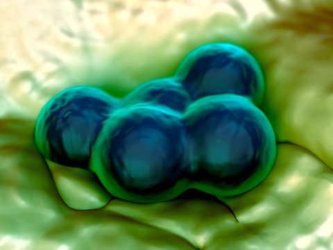 3d illustration - MRSA Bacteria or Super Bug Bacteria