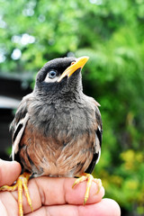 black myna bird in a gentle hand
