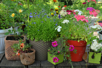 Fototapeta na wymiar Garden patio with purslane, lobelia, petunia and rose flowers in sunny day.